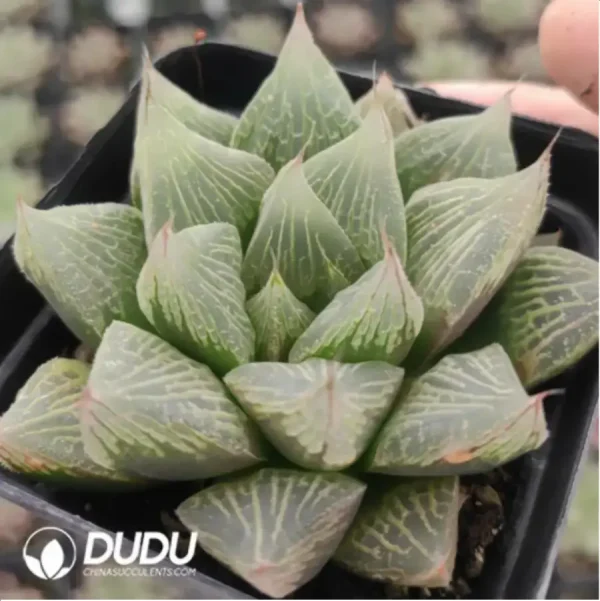 Haworthia Fairy - Image 1