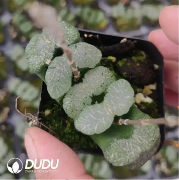 1756116382-1-869.webp Haworthia Rainey Snake - Image 1