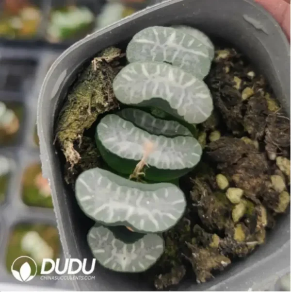 Haworthia Kui Wu Wan - Image 1