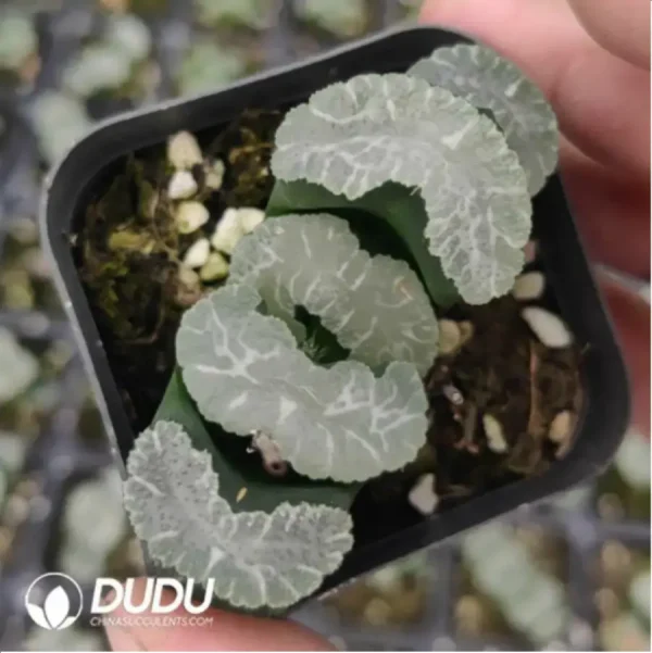 Haworthia Schnauzer - Image 1