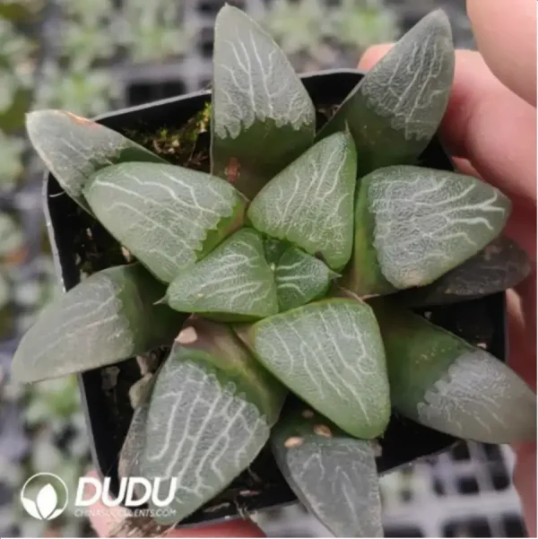 Haworthia Giant Soldiers - Image 1