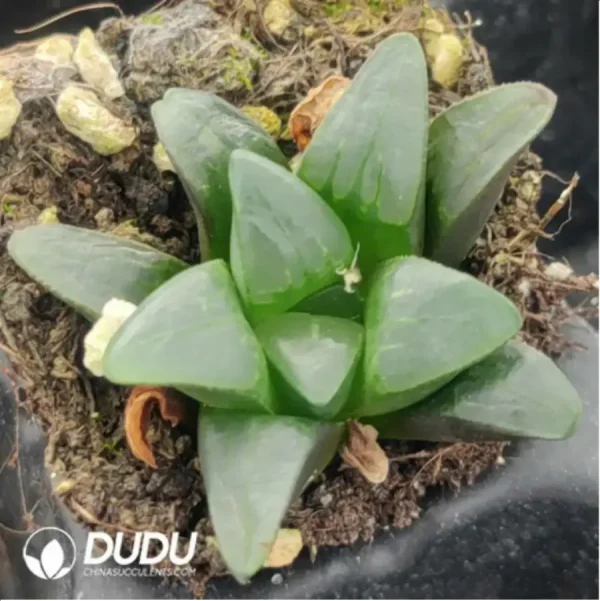 1756116386-1-832.webp Haworthia GM685 - Image 1