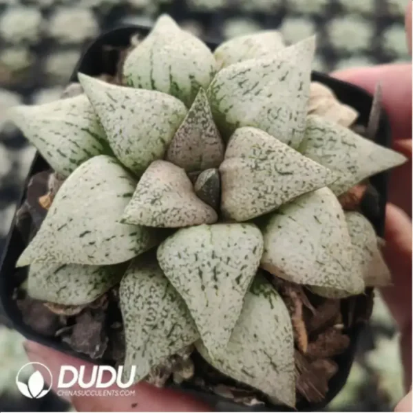 Haworthia Spring Snow - Image 1