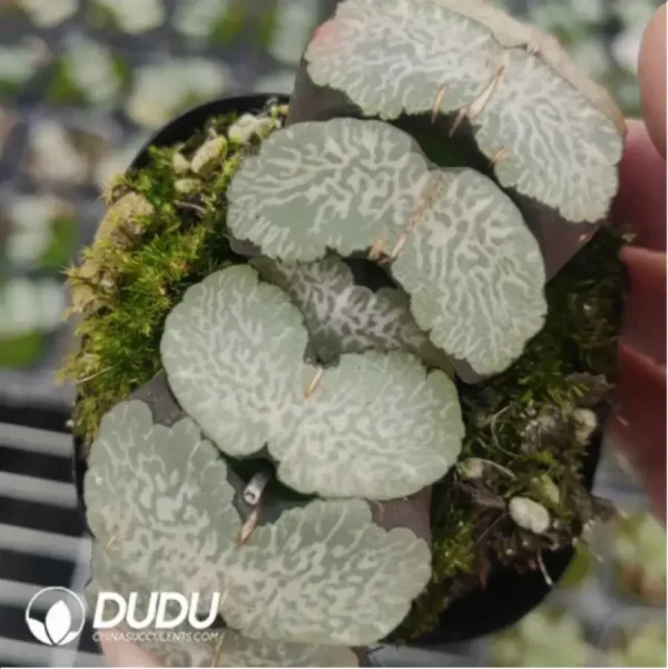 Haworthia Ice Bird - Image 1