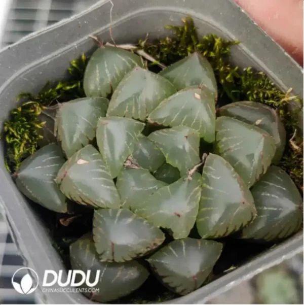 1756116390-1-791.webp Haworthia Kyoho - Image 1