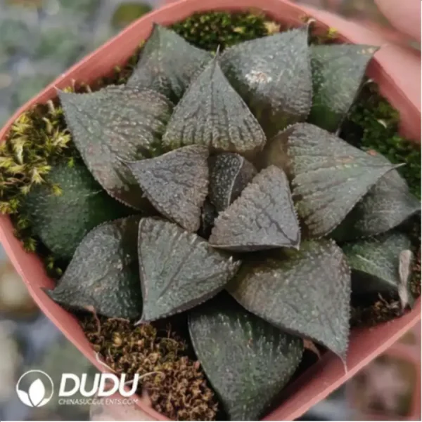 Haworthia Black Butterfly Dragon - Image 1