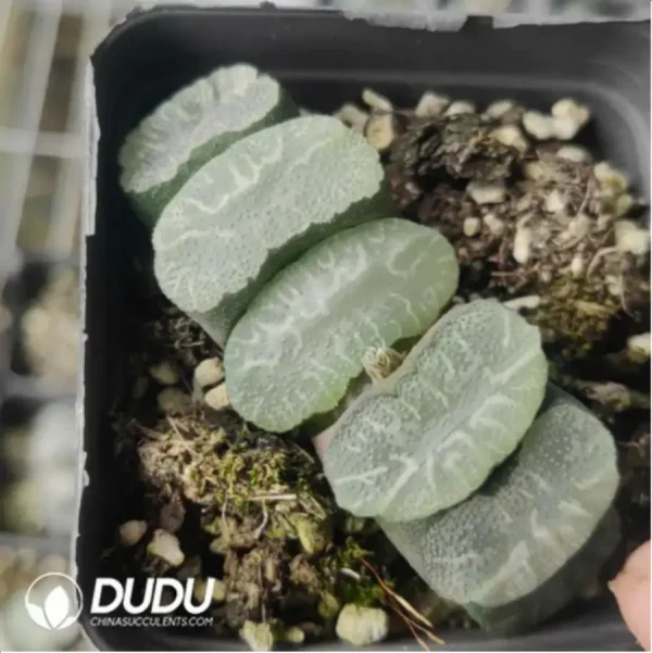 1756116392-1-764.webp Haworthia Budai - Image 1