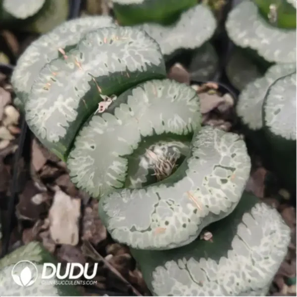 Haworthia Jvfeng - Image 1