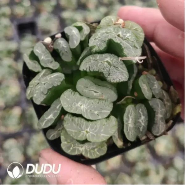 Haworthia Selected Armours - Image 1