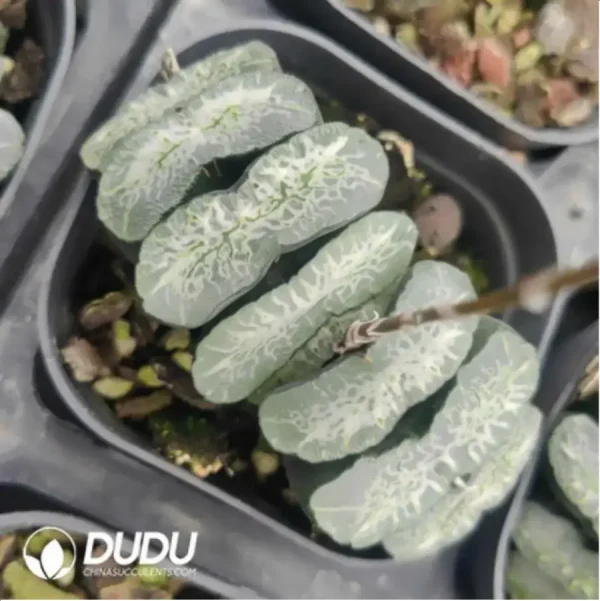 Haworthia Ximing - Image 1