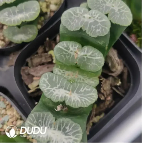 Haworthia Waterfall - Image 1