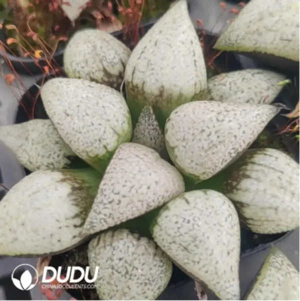 Haworthia White Wine Glass - Image 1