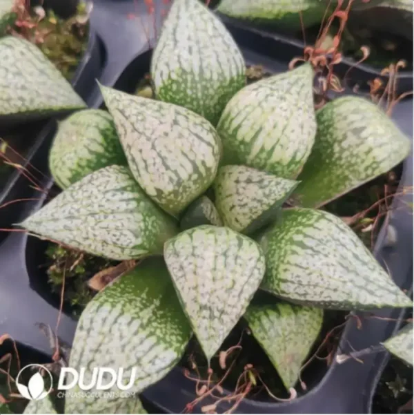 1756116403-1-716.webp Haworthia Baiyinchun - Image 1