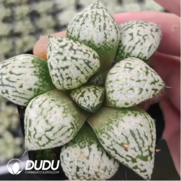 Haworthia White Magic - Image 1