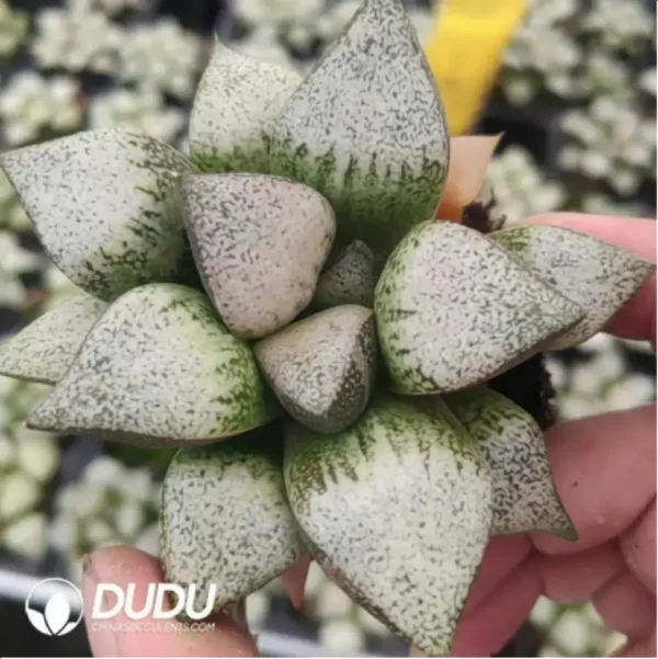 Haworthia Rainey Big Silver - Image 1