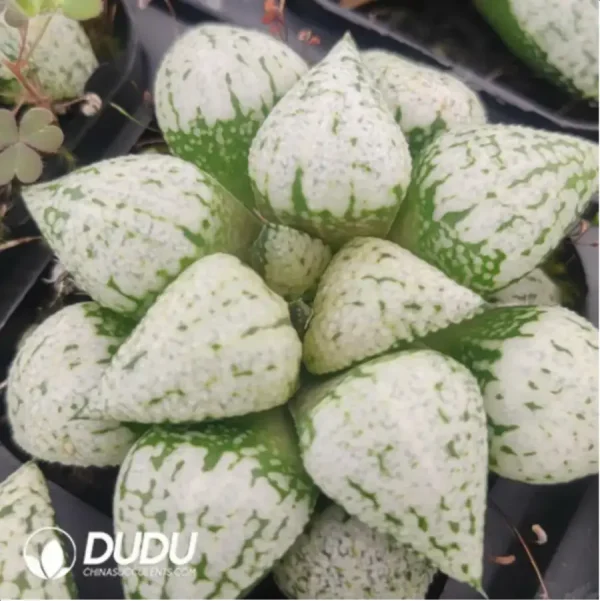 Haworthia Snowstorm - Image 1