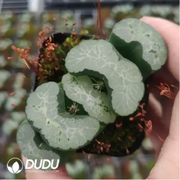 Haworthia Truncata Aoi Shichijo - Image 1