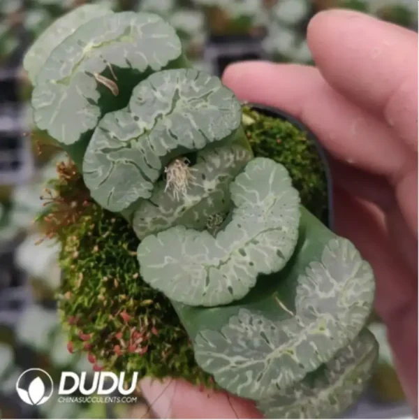 Haworthia Truncata Aoi Sanjo - Image 1