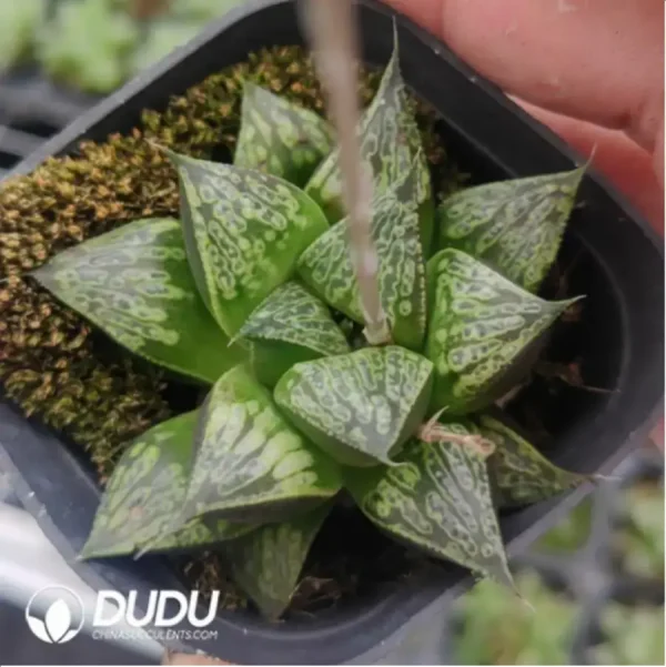 Haworthia Tengyun - Image 1