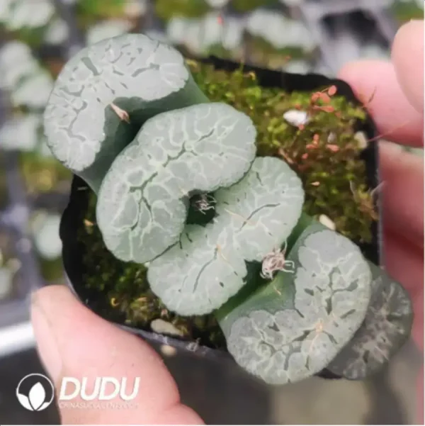 Haworthia Truncata Kuiwutiao - Image 1