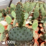 Opuntia santarita - Image 2