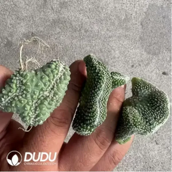 Strombocactus disciformis - Image 1