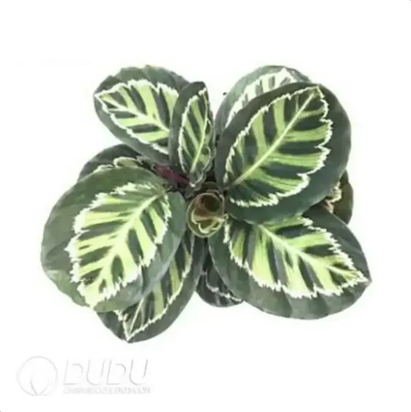 Calathea roseopicta 'Illustrus' Seedling(100Pcs) - Image 1