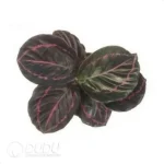 Calathea roseopicta 'Dottie' Seedling(100Pcs)