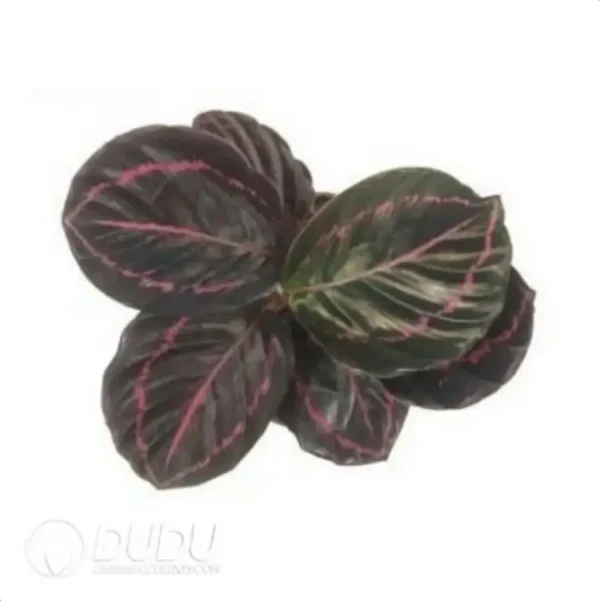 1756116423-4-193.webp Calathea roseopicta 'Dottie' Seedling(100Pcs) - Image 1