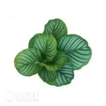 Calathea orbifolia Seedling(100Pcs)