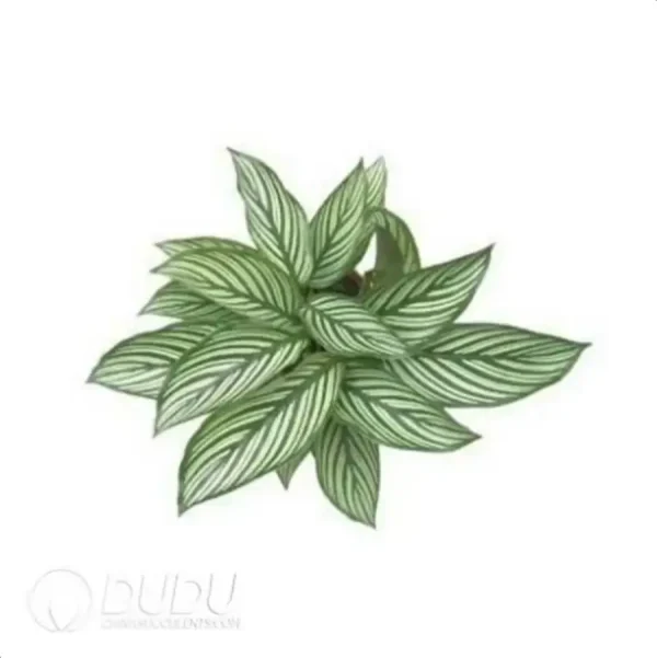 Calathea elliptica 'Vittata' Seedling(100Pcs) - Image 1