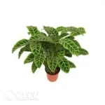 Calathea zebrina Seedling(100Pcs)