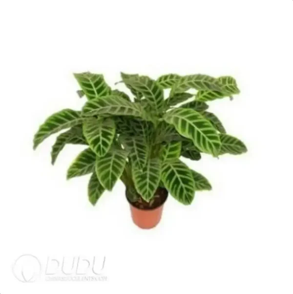 1756116490-4-173.webp Calathea zebrina Seedling(100Pcs) - Image 1