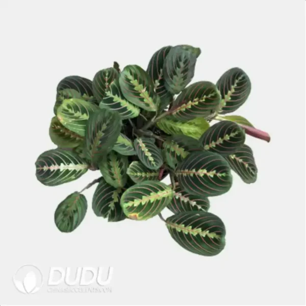 1756116521-1-612.webp Maranta leuconeura 'Erythrophylla' Seedling(100Pcs) - Image 1