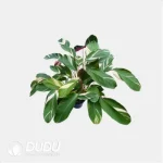 Calathea 'C049' Seedling(100Pcs)