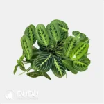 Maranta Leuconeura 'Marisela' Seedling(100Pcs)