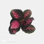 Calathea picturata "Crimson" Seedling(100Pcs)