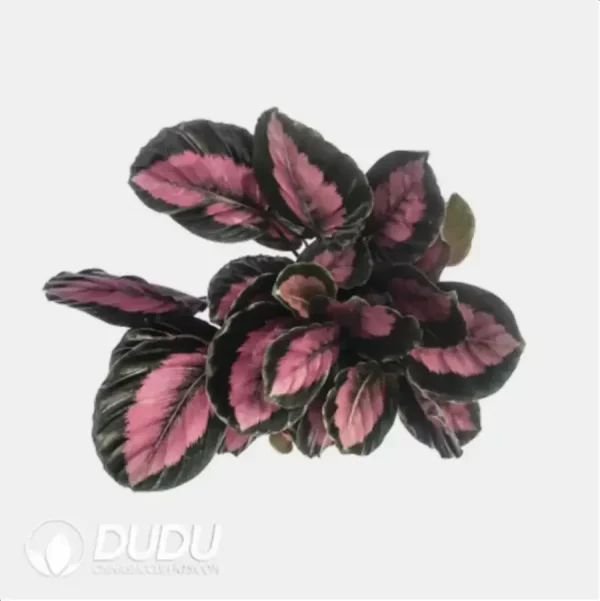 Calathea 'C056' Seedling(100Pcs) - Image 1