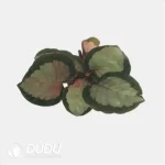 Calathea 'C057' Seedling(100Pcs)