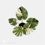 Monstera Thai Constellation Seedling(100Pcs)