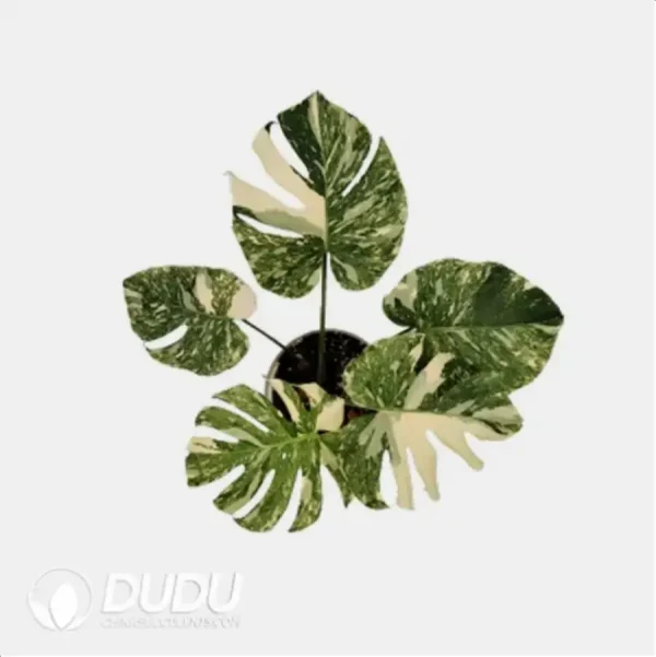 Monstera Thai Constellation Seedling(100Pcs) - Image 1