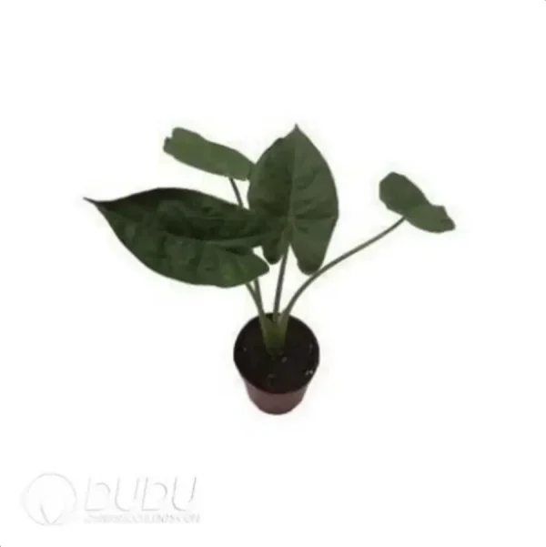 Alocasia 'Wentii' Seedling(100Pcs) - Image 1