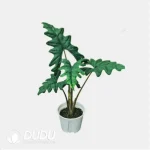Alocasia 'Jacklyn' Seedling(100Pcs)
