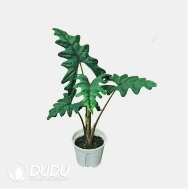 Alocasia 'Jacklyn' Seedling(100Pcs) - Image 1