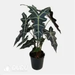 Alocasia sanderiana 'Nobilis' Seedling(100Pcs)