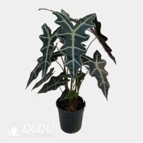 Alocasia sanderiana 'Nobilis' Seedling(100Pcs) - Image 1