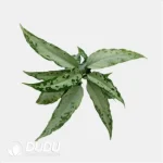 Dieffenbachia 'DS04' Seedling(100Pcs)