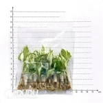 Philodendron 'Gloriosum' Seedling(100Pcs) - Image 2