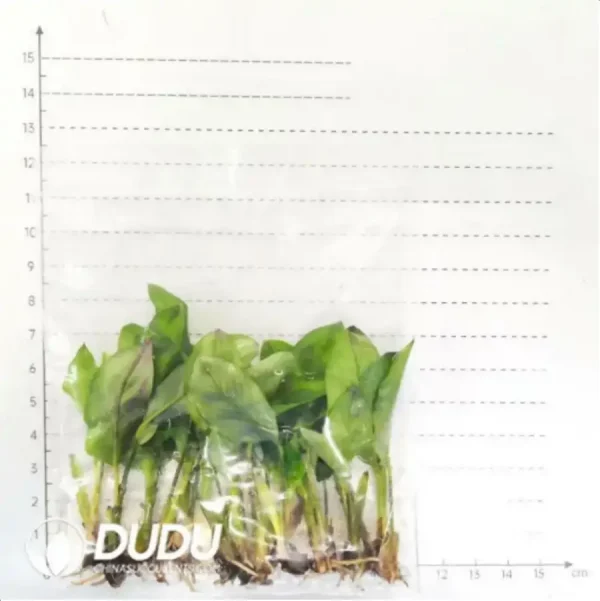 Philodendron 'Gloriosum' Seedling(100Pcs) - Image 4