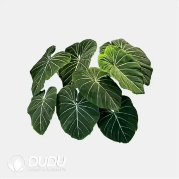 Philodendron 'Gloriosum' Seedling(100Pcs) - Image 1